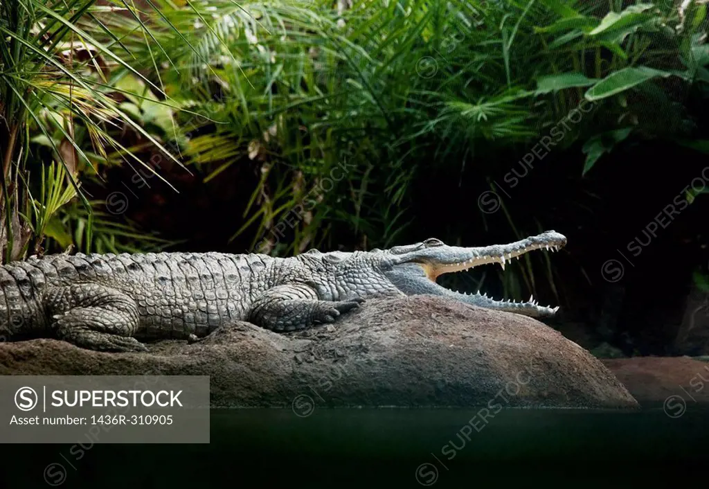 Orinoco crocodile in the Miami Metro zoo, Miami, Florida, USA