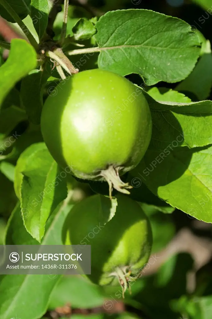 green crabapples ripening in the tree