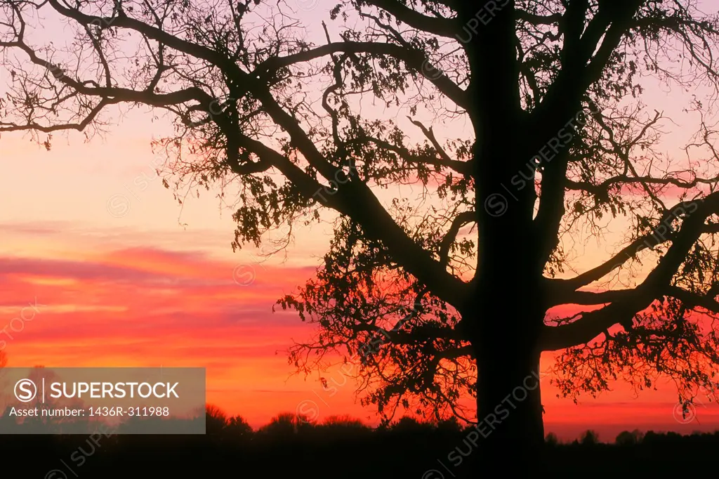 Beautiful sunrise showing a sihouetted tree