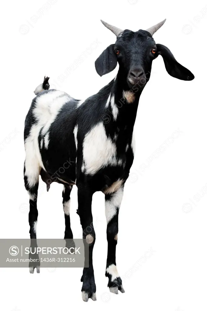 Goat cutout