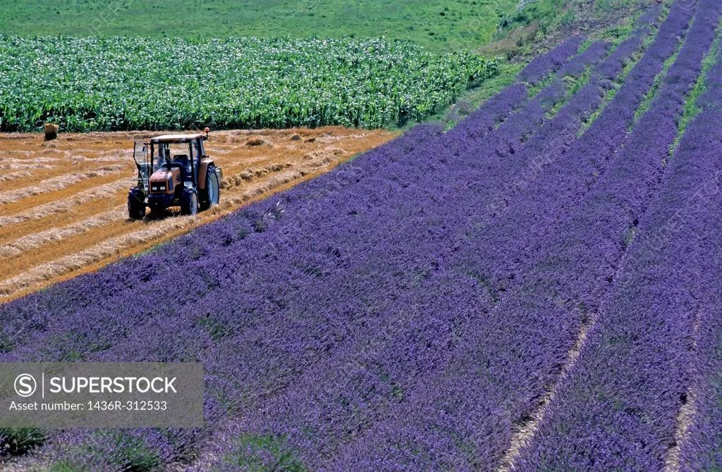 Tractor in a lavender field, Grignan, Provence, France
