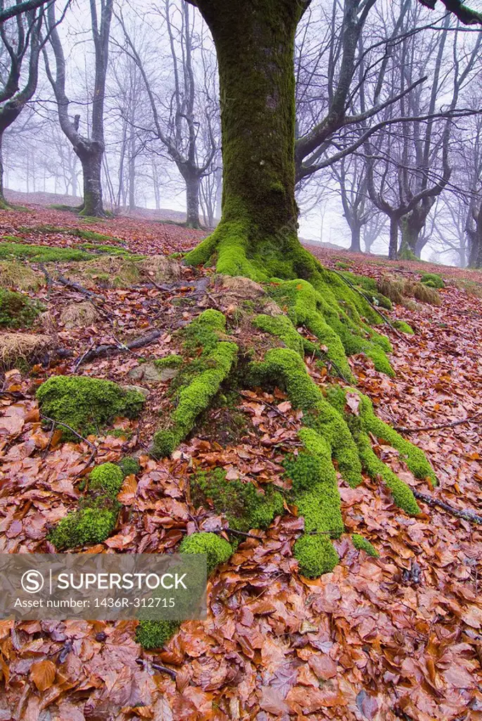 Roots of beech (Fagus sylvatica), Urkiola Natural Park, Biscay, Basque Country, Spain