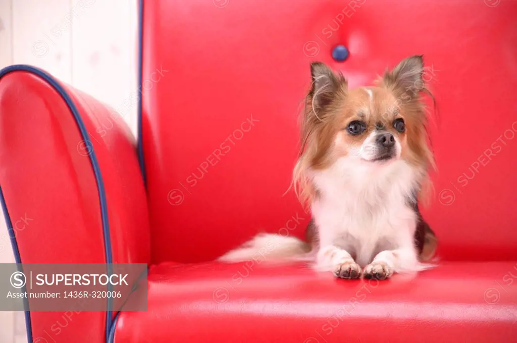 Chihuahua dog sitting in sofa