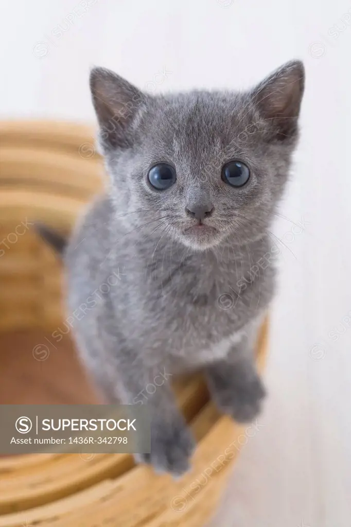 Russian blue standing in a basket