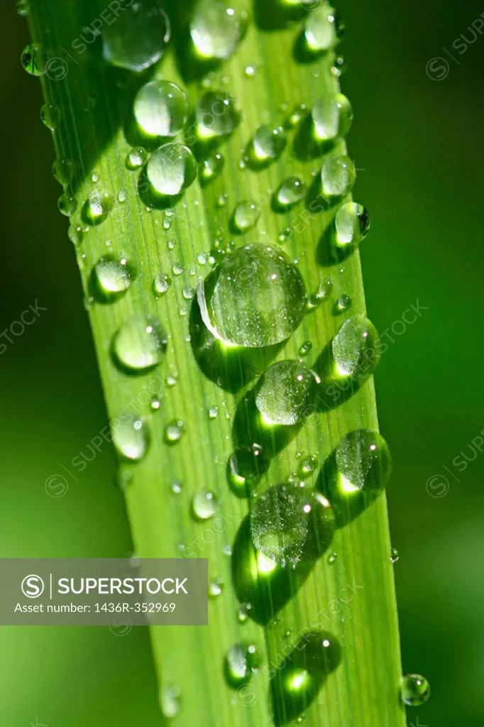 Day-lily (Hemerocallis hybr.) leaf with water drops