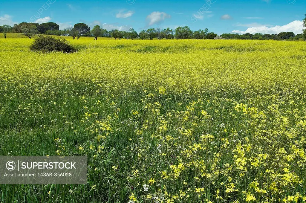 Wildflowers. Brassica napus in Pelayos de la Presa. Madrid. Spain..