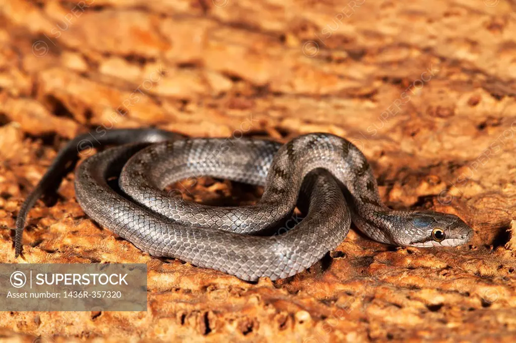 Ladder Snake (Elaphe scalaris), young