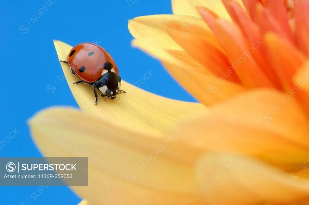 Seven-spot Ladybird (Coccinella septempunctata). Bavaria, Germany, Europe.