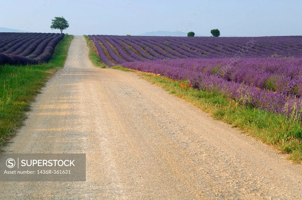 Path through Lavender field (Lavandula), Plateau de Valensole, Puimoisson, Provence, France