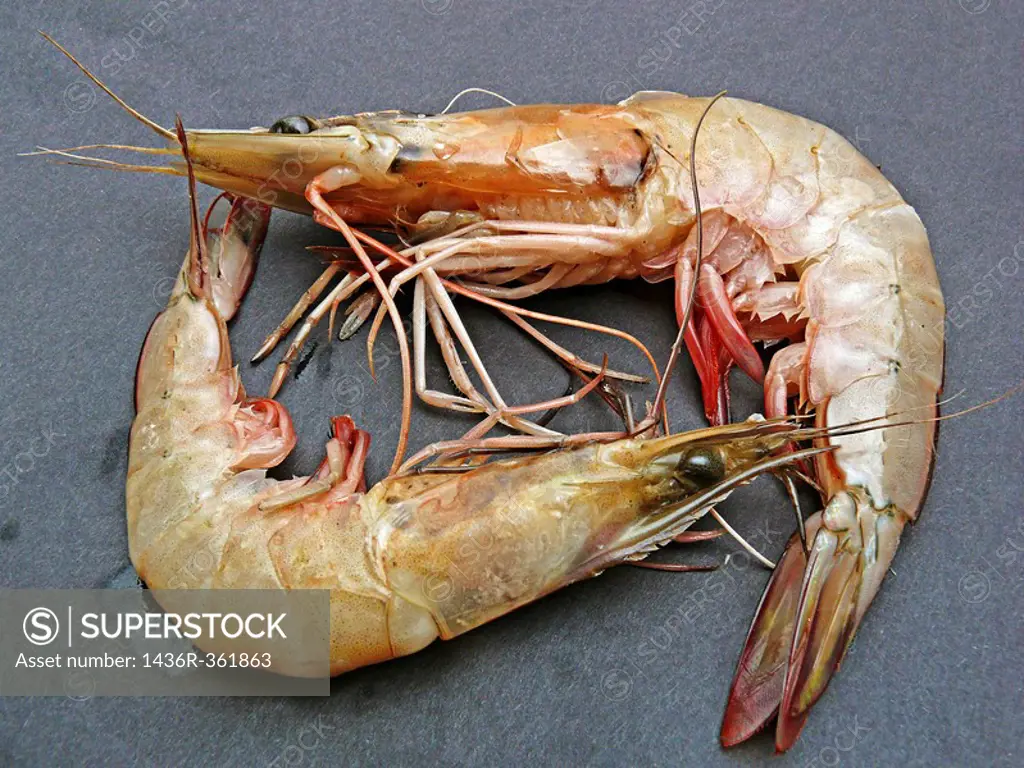 School Prawn Metapenaeus macleayi. Caught during year round, with peak supply occurring from October through April. Important Features: Wild/Farmed. H...