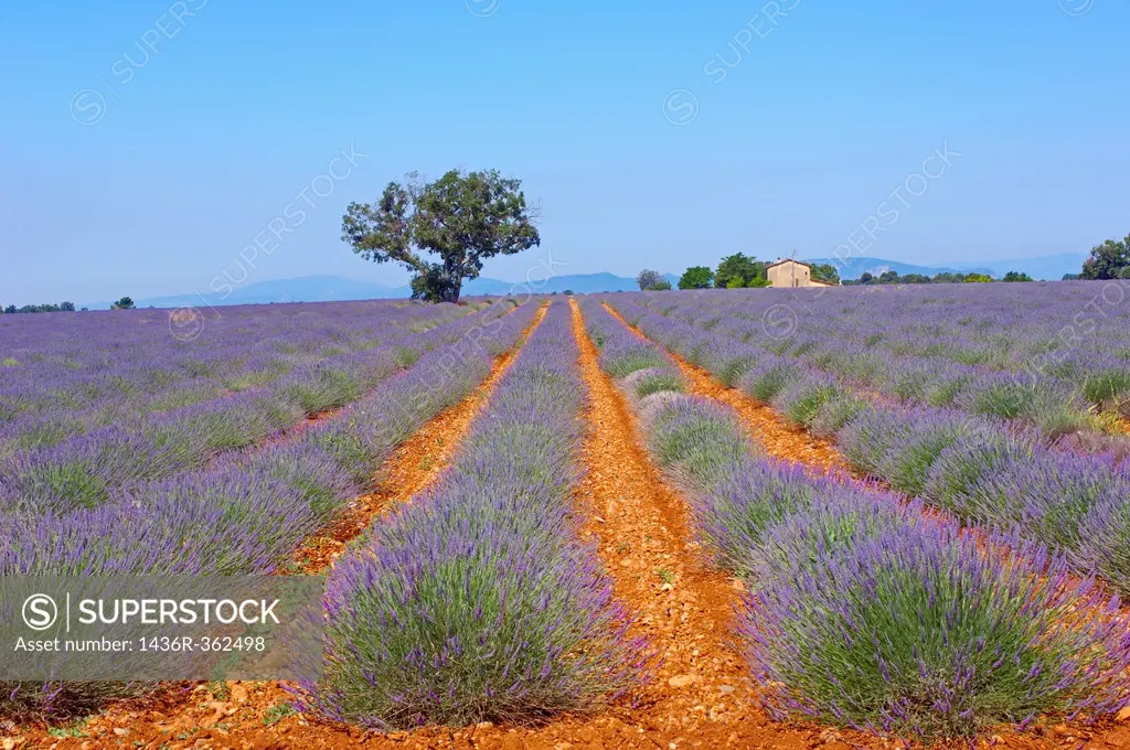 Lavender field in full blossom at Plateau de Valensole, Alpes-de-Haute-Provence, Provence-Alpes-Côte d´Azur, France