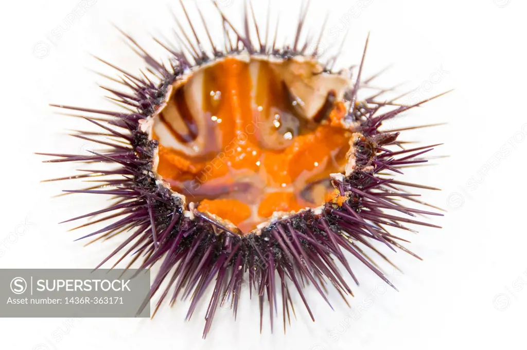 Sea urchin, close-up
