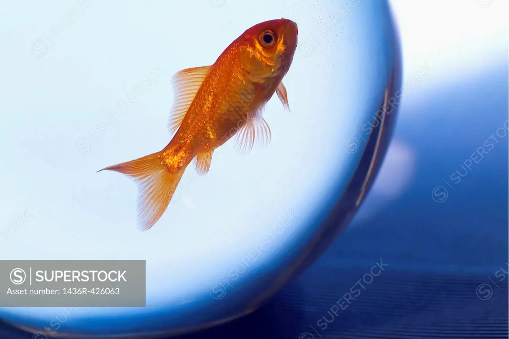 Goldfish swimming in a small fishbowl