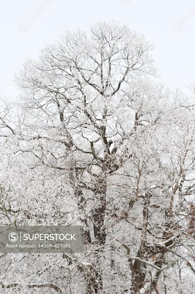 Frosty tree, Sweden
