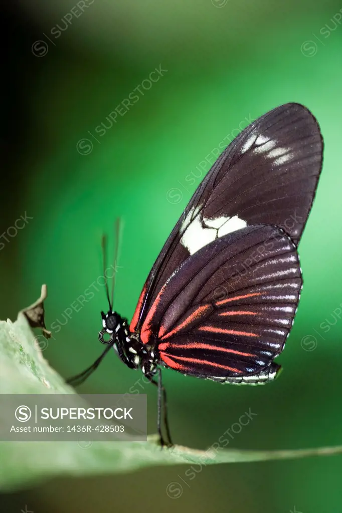 Heliconius Butterfly Species Captive - La Selva Jungle Lodge, Amazon Region, Ecuador
