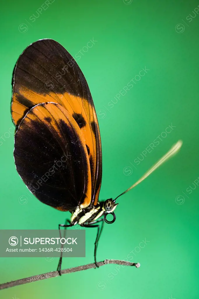 Longwing Butterfly Species Captive - La Selva Jungle Lodge, Amazon Region, Ecuador