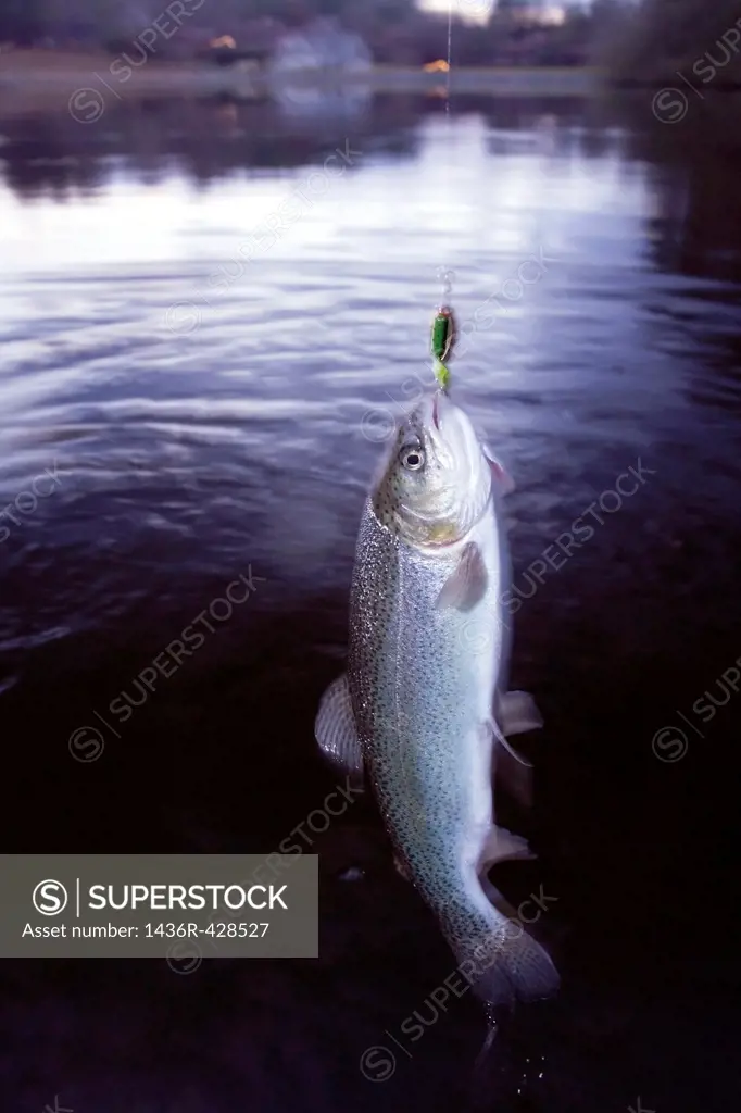 Trout on the fishing line - Brevard, North Carolina, USA