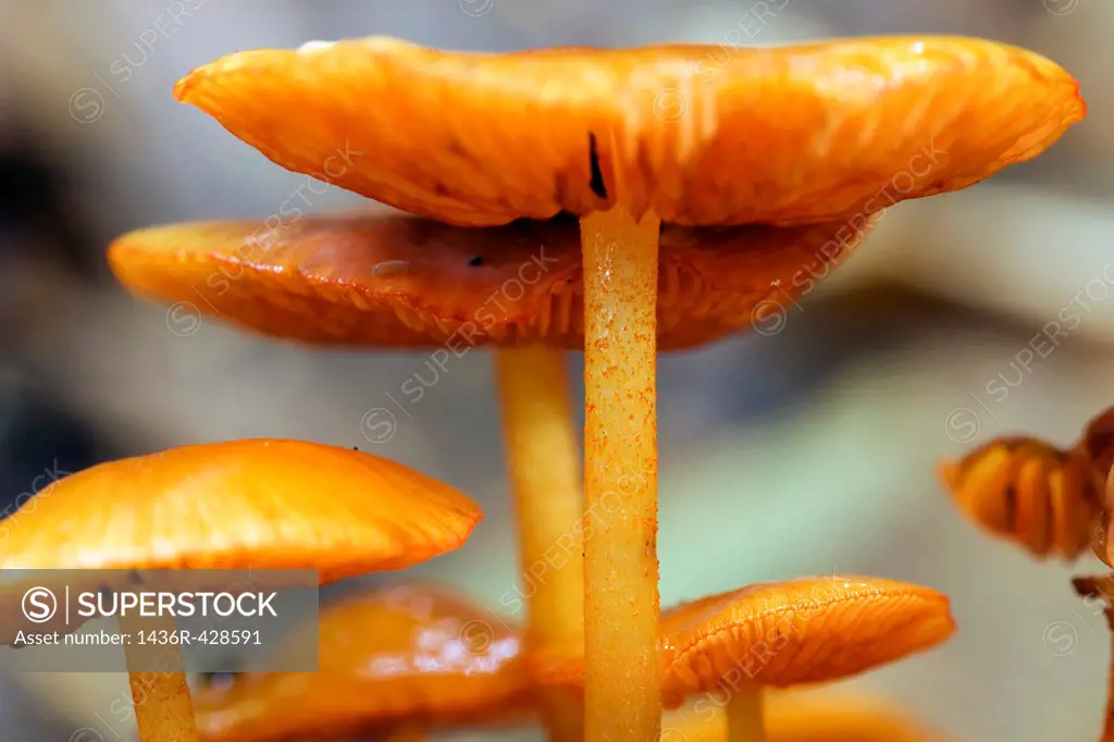 Close-up of tiny orange mushrooms - Pisgah National Forest, near Brevard, North Carolina