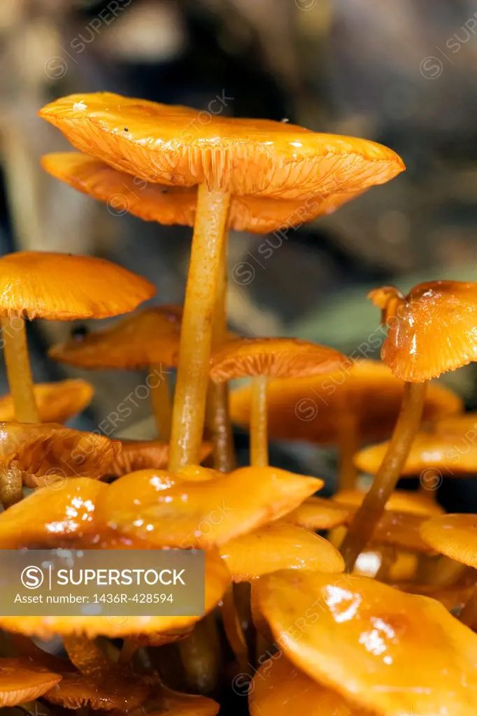 Close-up of tiny orange mushrooms - Pisgah National Forest, near Brevard, North Carolina