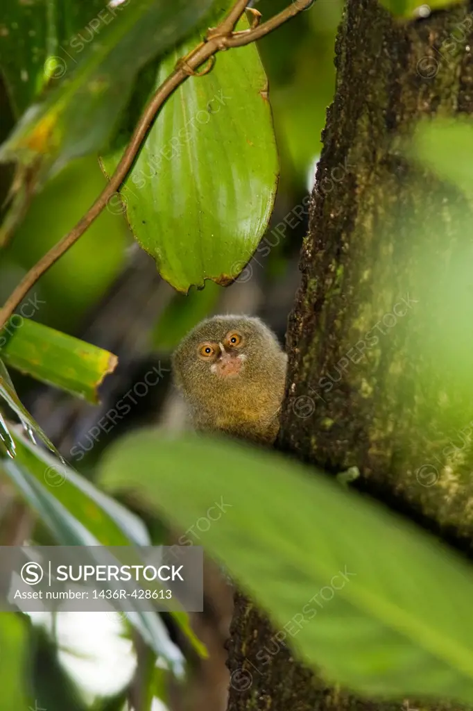 Pygmy Marmoset - La Selva Jungle Lodge, Amazon Region, Ecuador