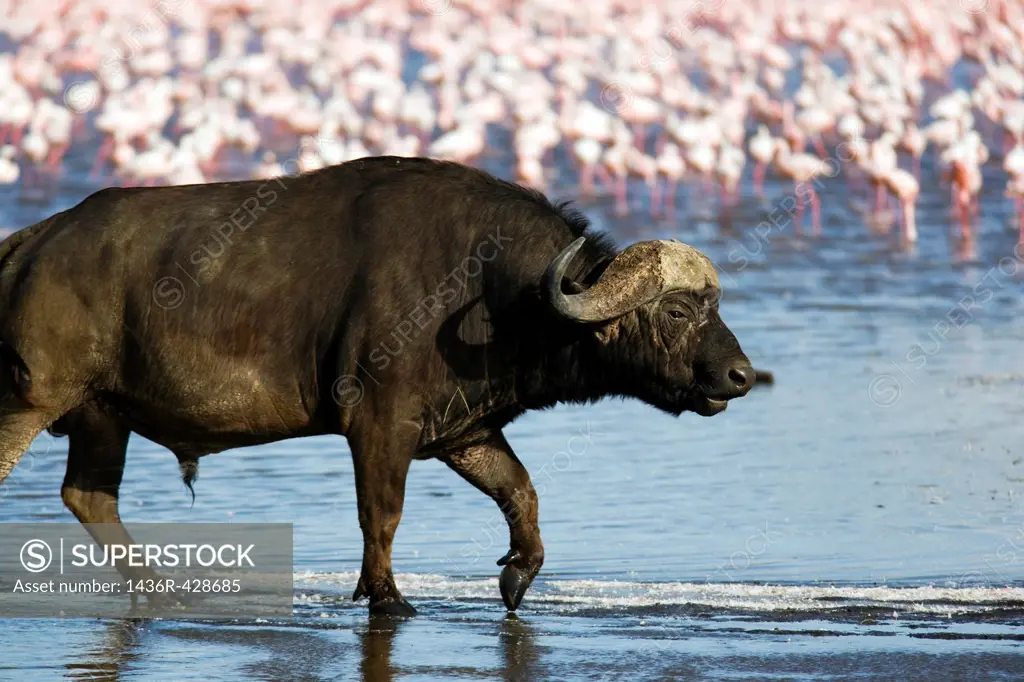 African Buffalo or Cape Buffalo - Lake Nakuru National Park, Kenya