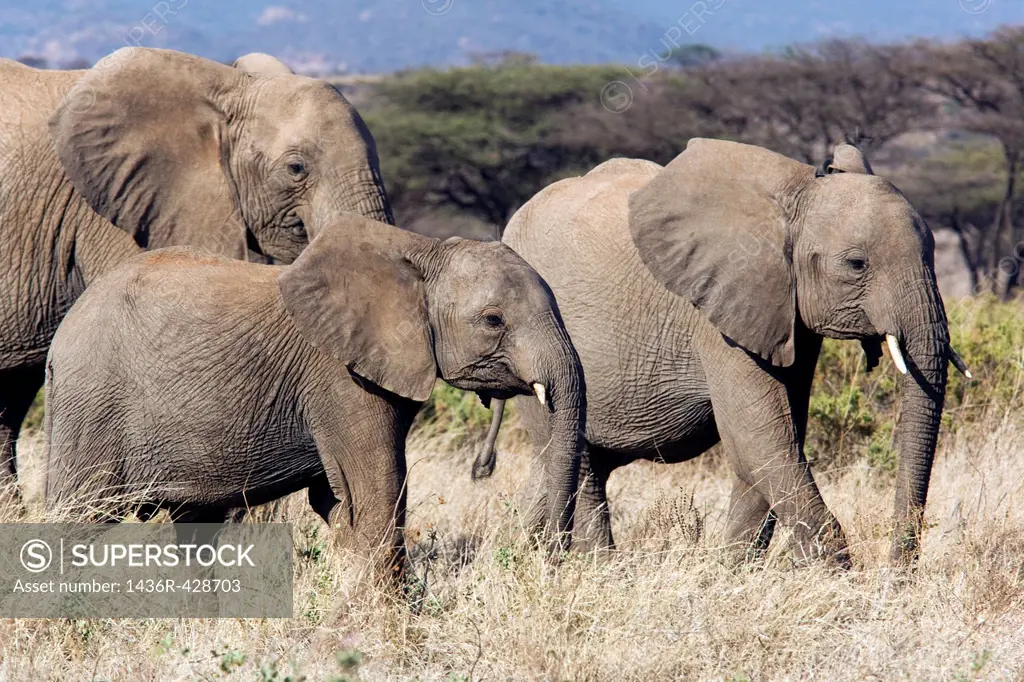 Group of elephants walking - Samburu National Reserve, Kenya