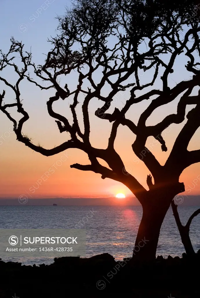 Sunrise from driftwood beach - Jekyll Island, Georgia