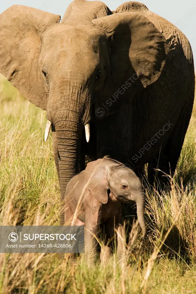 African elephant with baby - Masai Mara National Reserve, Kenya