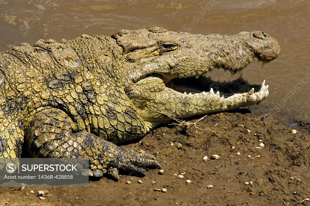 Close-up of Nile Crocodile - Masai Mara National Reserve - Kenya