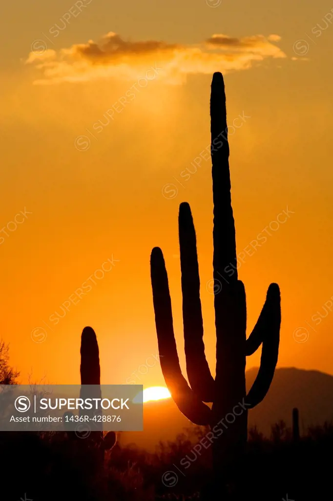 Saguaro Cactus at sunset - Lost Dutchman State Park - Apache Junction, Arizona