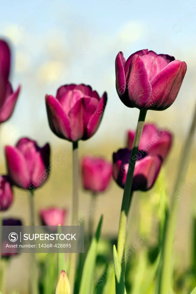 Tulips - North Carolina Arboretum - Asheville, North Carolina USA