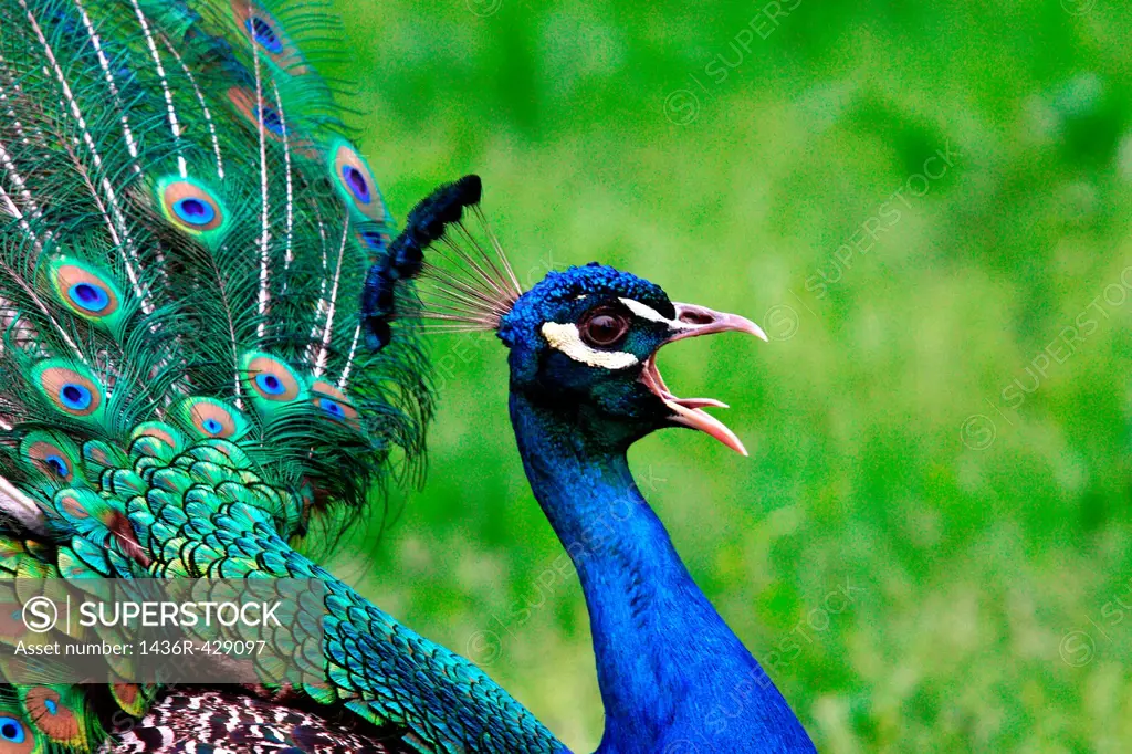 Pavo cristatus - Peacock scream