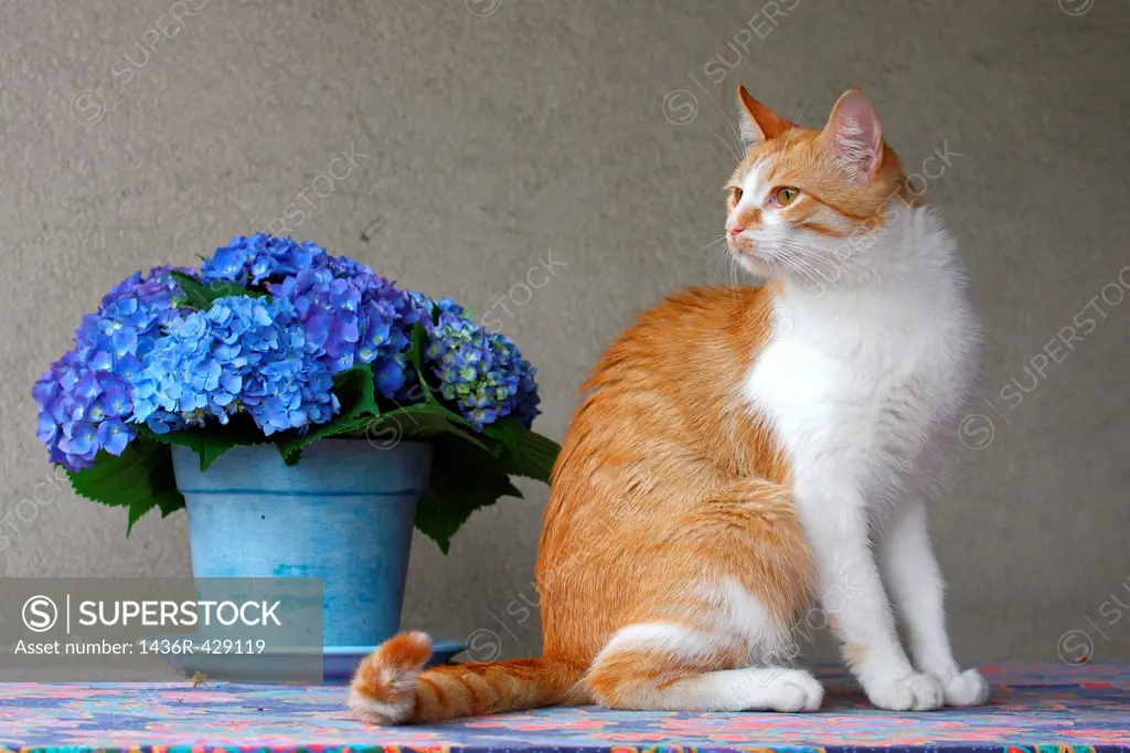White and orange cat on a table with hydrangeas