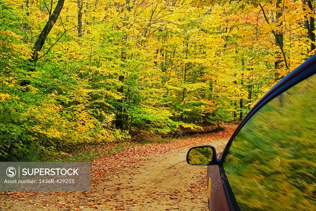 Gravel road leading through autumn colors