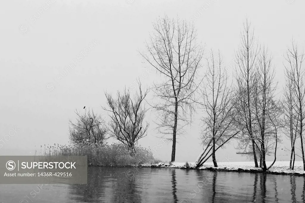 trees at the Lake Maggiore during the winter time