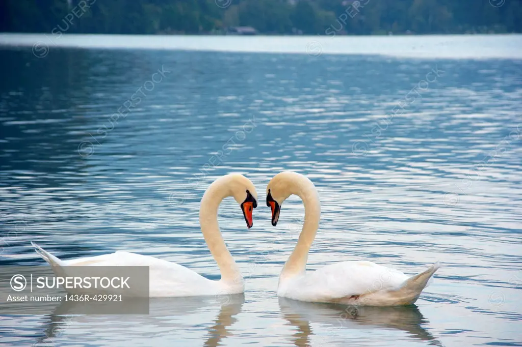 Two swans in love forming heart shape