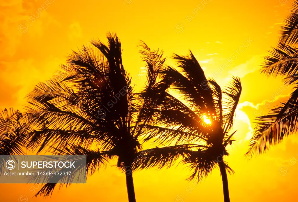 Palm trees silhouetted aganist sunset sky in Key Largo in the Florida Keys