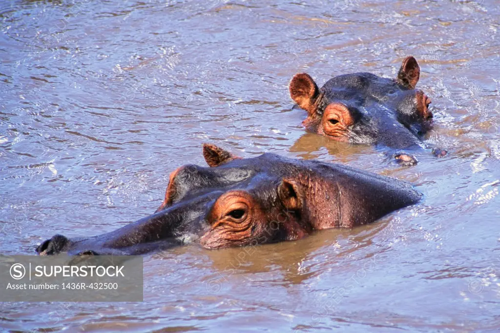 Hippopotamus Hippopotamus amphibius in the Mara River, Masia Mara Game Reserve, Kenya Africa