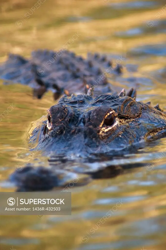 American Alligator Alligator mississippiensis mississippiensis in the Everglades National Park, United States