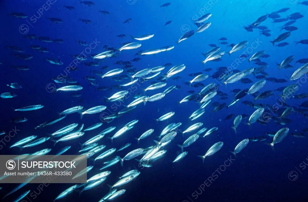 School of Sardines Sardina Pilchardus swimming in deep blue ocean waters
