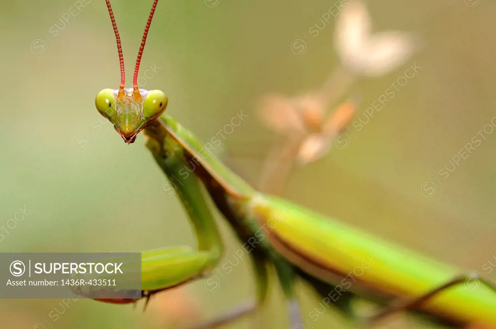 European Mantis or Praying mantis Mantis religiosa, Alsace, France