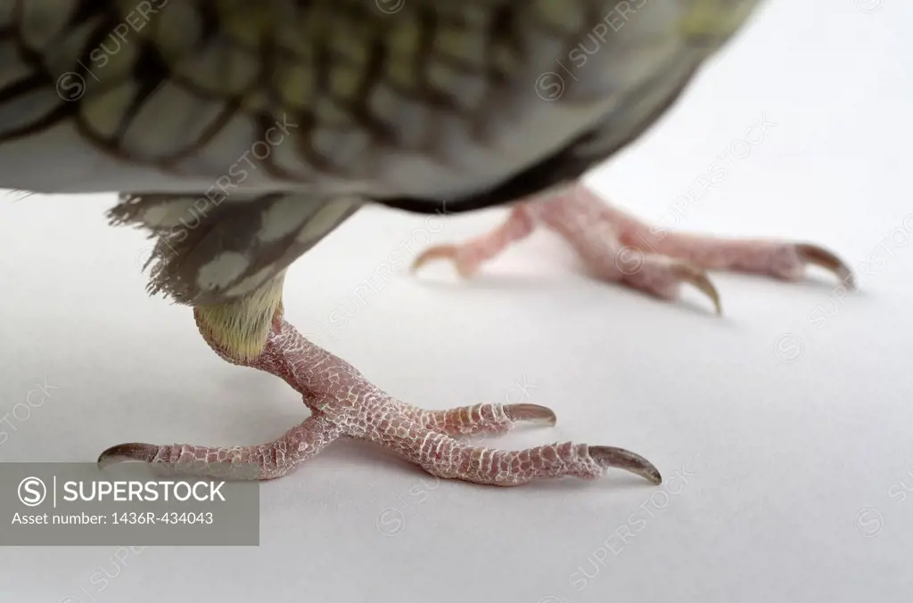 Close up of the dry scaly claw of a Cockatiel bird foot