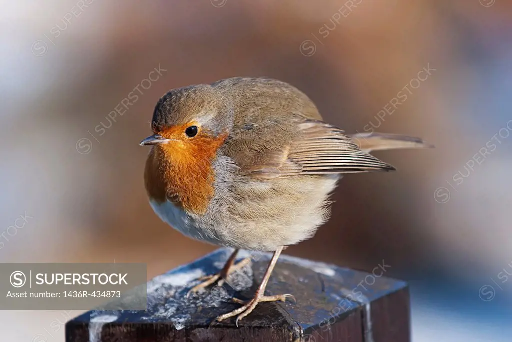 Robin perching on snow covered pillar, side on