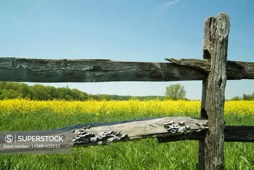New Castle County Delaware, rural scenics of country roads, yellow flowers, split rail fences