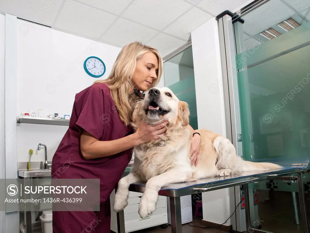 Vet with Golden Retriever, veterinary clinic, dog medical review