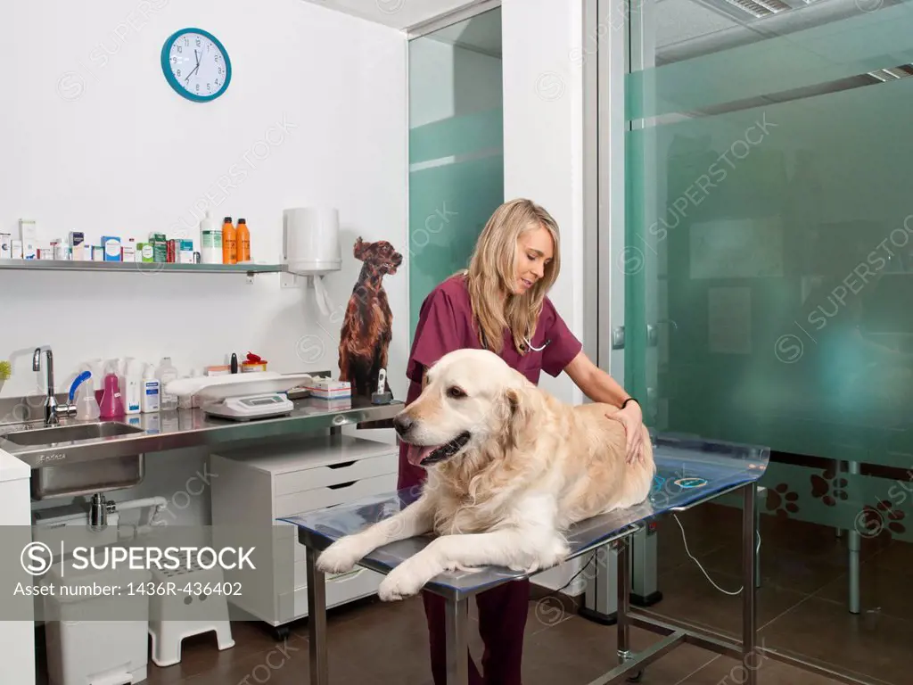 Vet with Golden Retriever, veterinary clinic, dog medical review