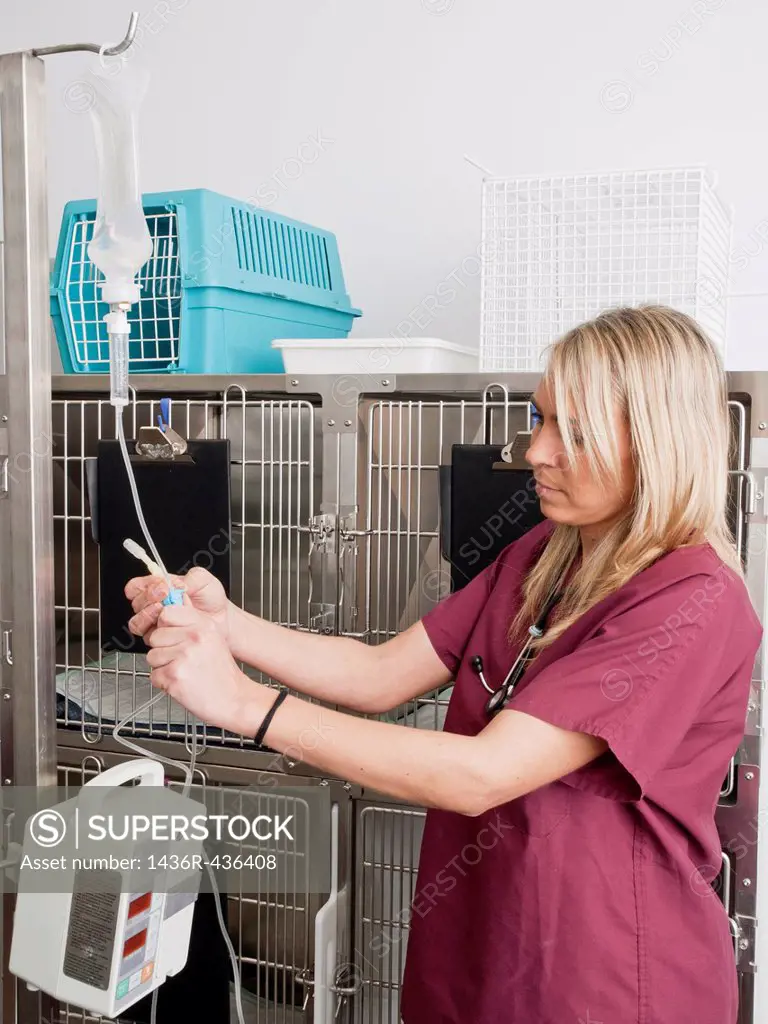 Vet in veterinary clinic, hospitalization room for animals