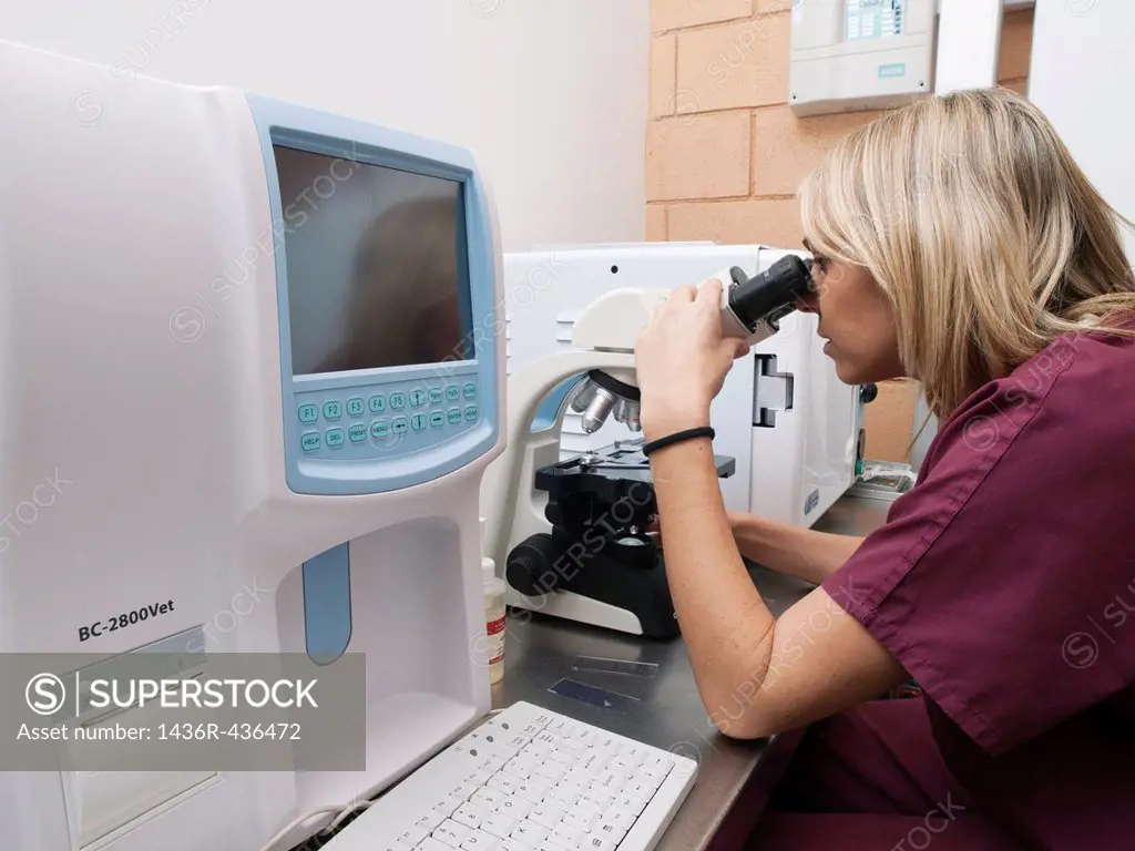 Veterinarian using microscope to study a blood sample