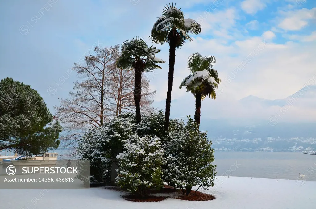 Palm trees with snow and lake and water