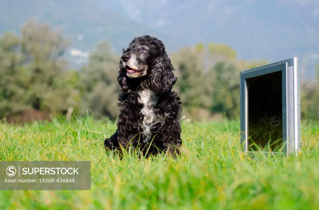 Dog sittig down on the field close to a television